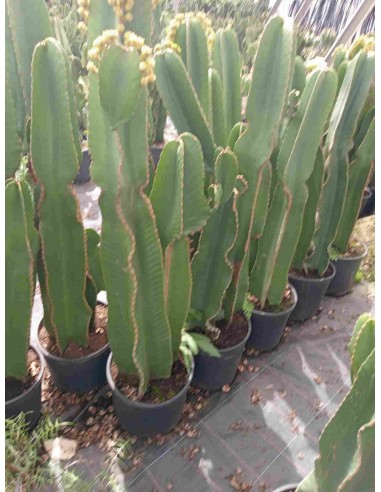 EUPHORBIA