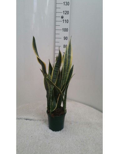 SANSEVERIA M25