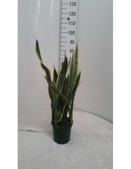SANSEVERIA