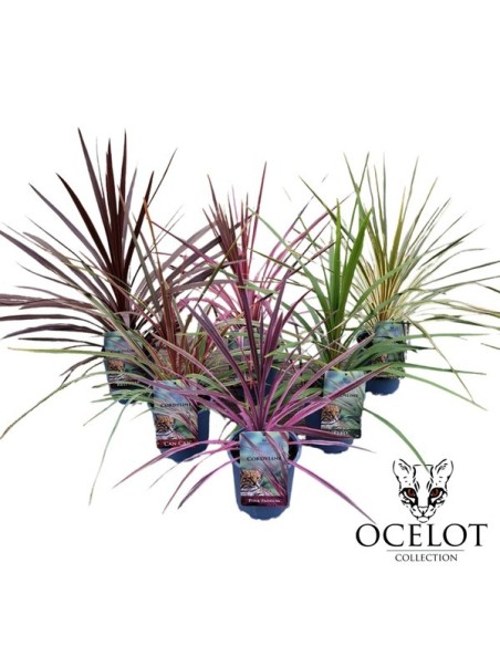 CORDYLINE EXCLUSIVE MIX M17