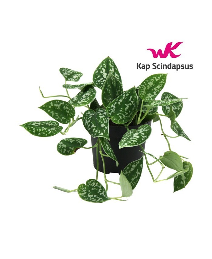 SCINDANPUS COLGANTE