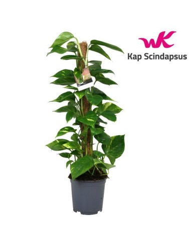 Epipremnum (Pothos)  Planta de Interior Fácil de Cuidar y Decorativa | Endanea Garden

