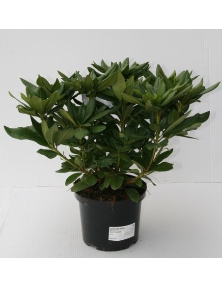 Rhododendro en Endanea Garden  Arbusto Perene con Flores Vibrantes para Jardines y Terrazas

