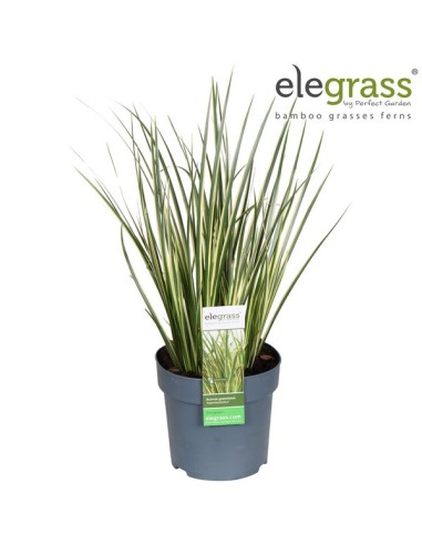 Acorus Gramineus 30 cm  Planta Ornamental para Jardines Acuáticos y Zen

