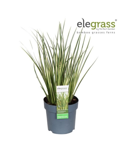 Acorus Gramineus 30 cm  Planta Ornamental para Jardines Acuáticos y Zen


